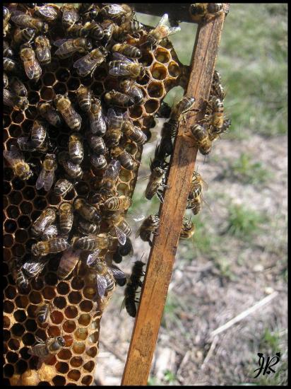 cadre-avec-abeilles.jpg