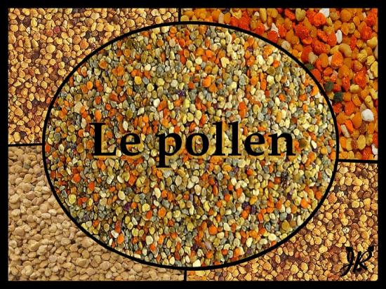 pollen-1-1.jpg
